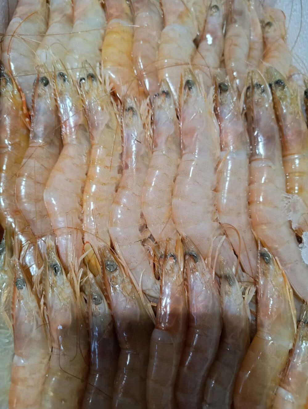 Crustaceos 2