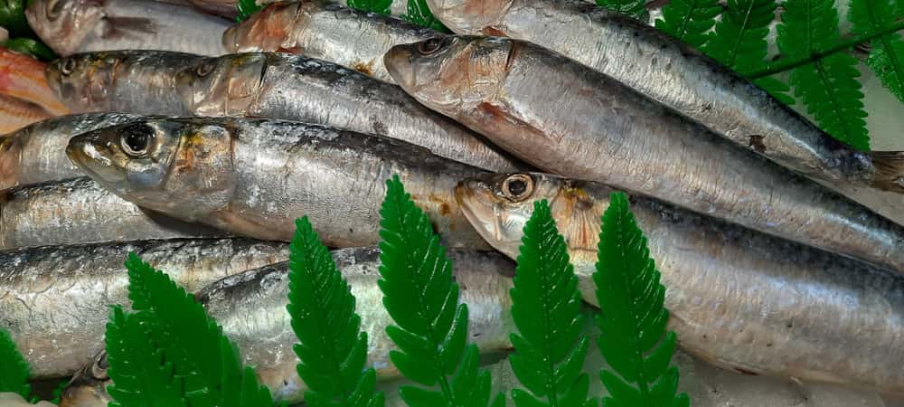 Pescado Azul 1