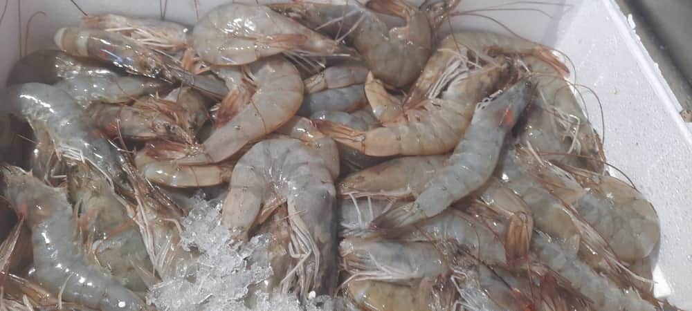 Crustaceos 1