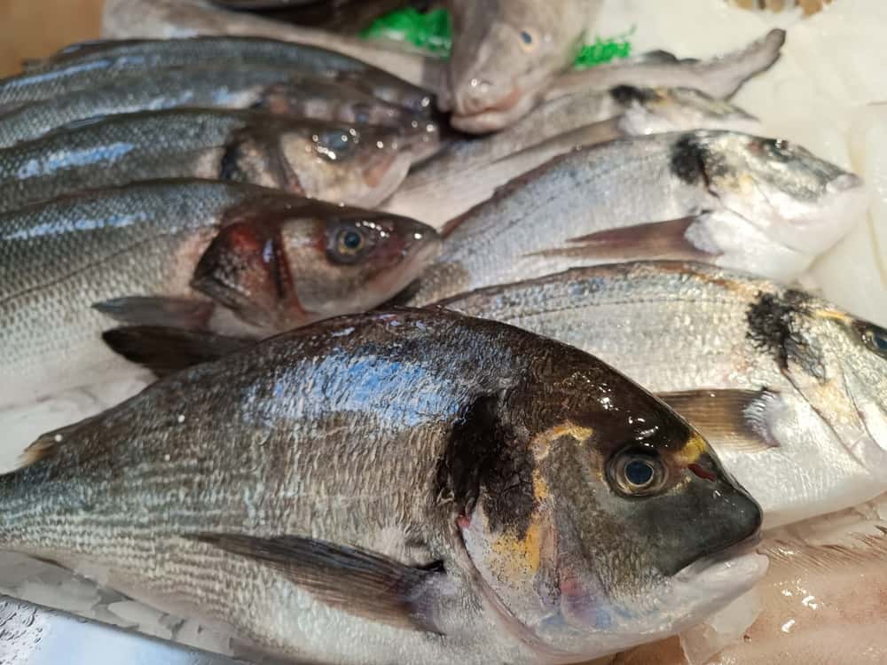 Pescado Azul 3