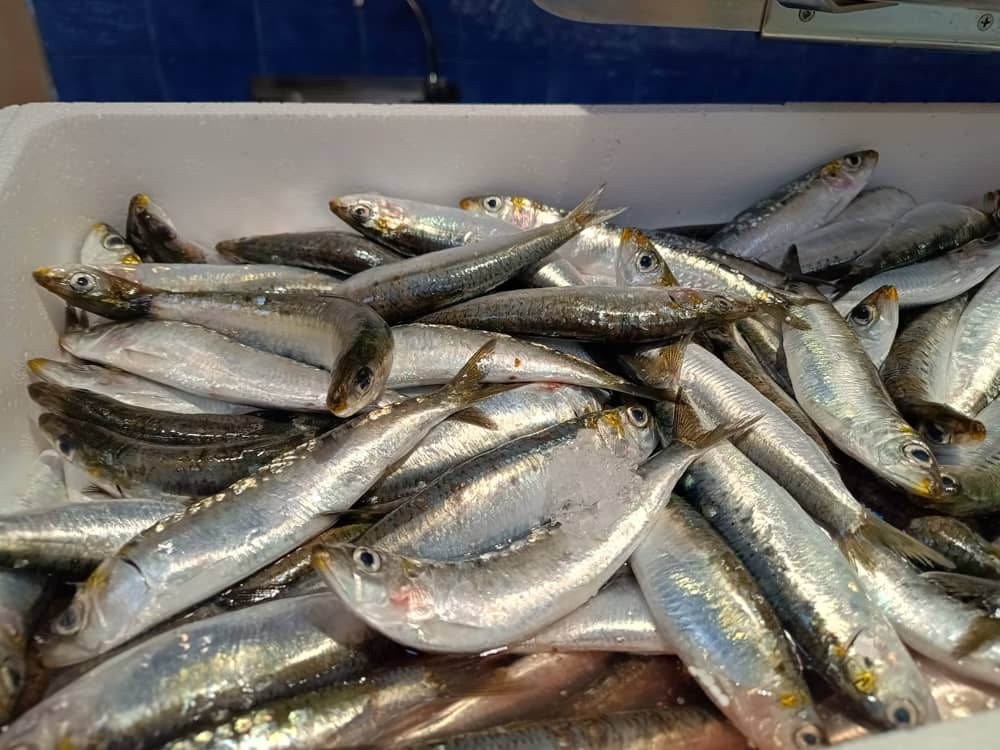 Pescado Azul 5