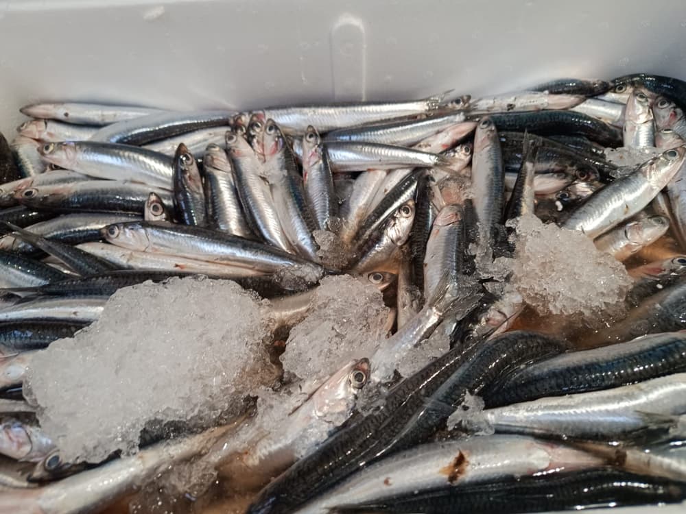 Pescado Azul 8