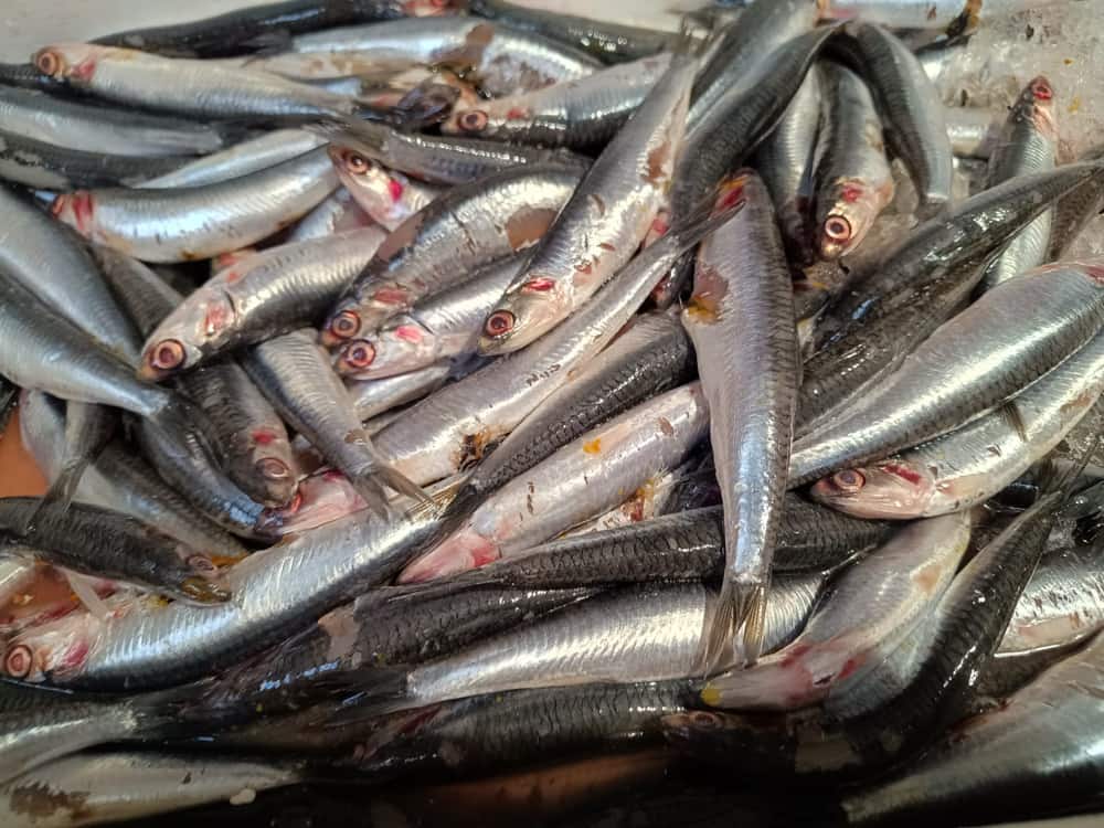 Pescado Azul 12
