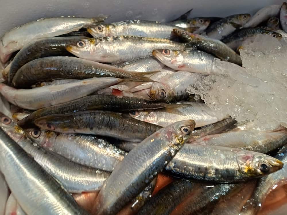 Pescado Azul 13