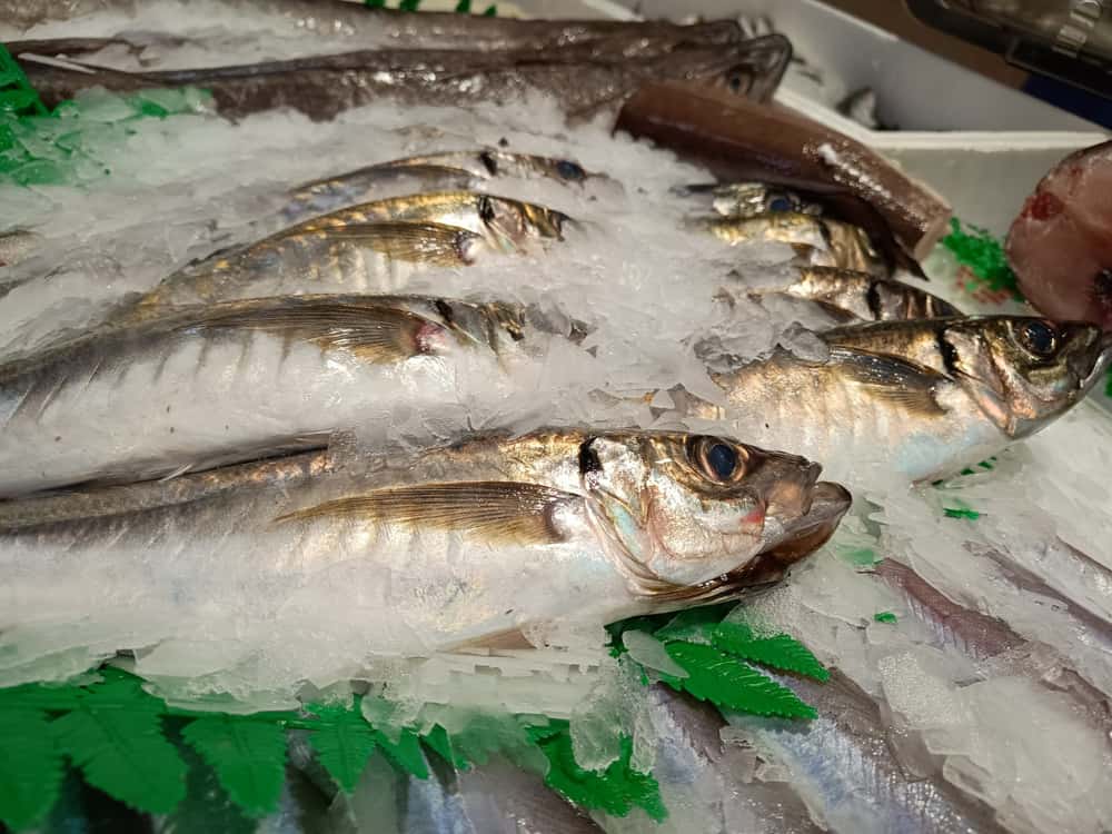 Pescado Azul 16