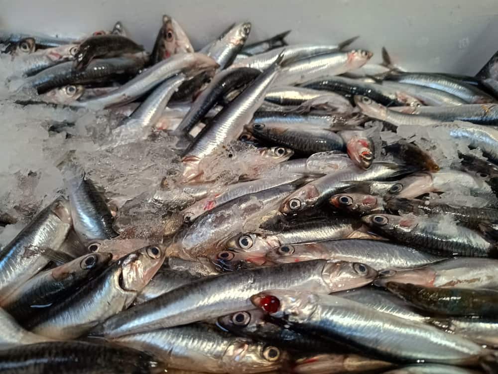 Pescado Azul 17