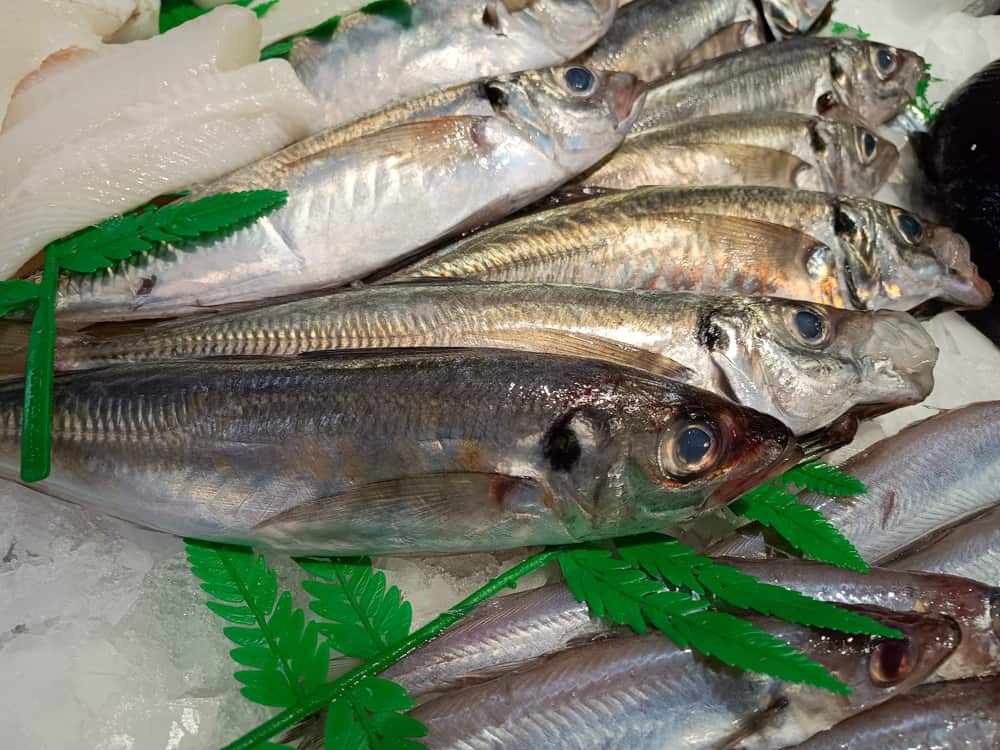 Pescado Azul 18