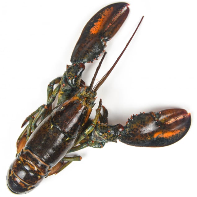 Langosta