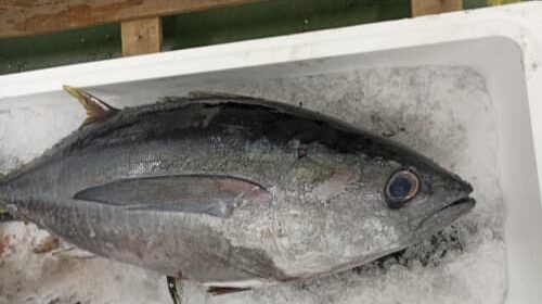 Bonito del norte