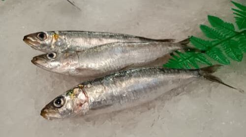Sardinas